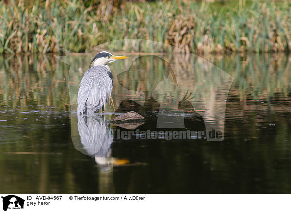 Graureiher / grey heron / AVD-04567