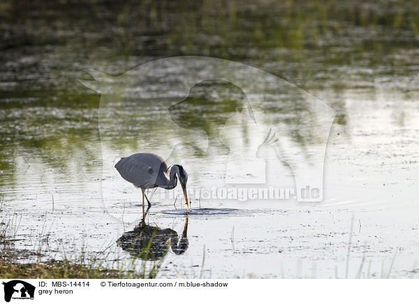 Graureiher / grey heron / MBS-14414