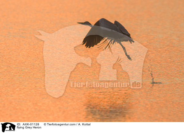 fliegender Graureiher / flying Grey Heron / AXK-01128