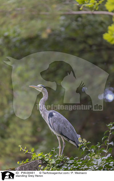 stehender Graureiher / standing Grey Heron / PW-08461