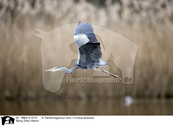 fliegender Graureiher / flying Grey Heron / MBS-21515