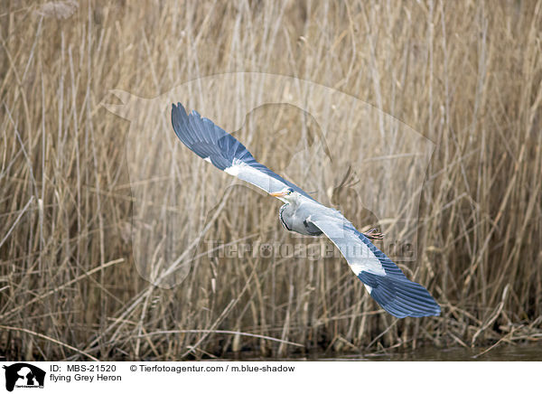 fliegender Graureiher / flying Grey Heron / MBS-21520