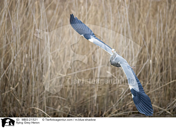 fliegender Graureiher / flying Grey Heron / MBS-21521