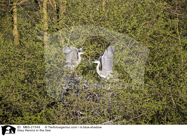 Graureiher im Baum / Grey Herons in the tree / MBS-21549