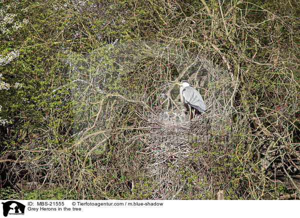 Graureiher im Baum / Grey Herons in the tree / MBS-21555