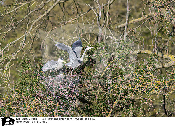 Graureiher im Baum / Grey Herons in the tree / MBS-21556