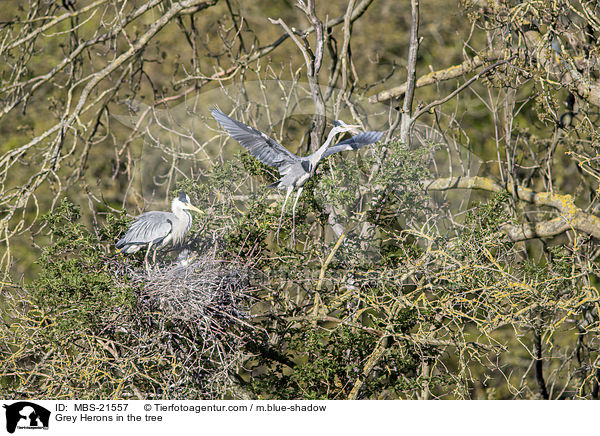 Graureiher im Baum / Grey Herons in the tree / MBS-21557