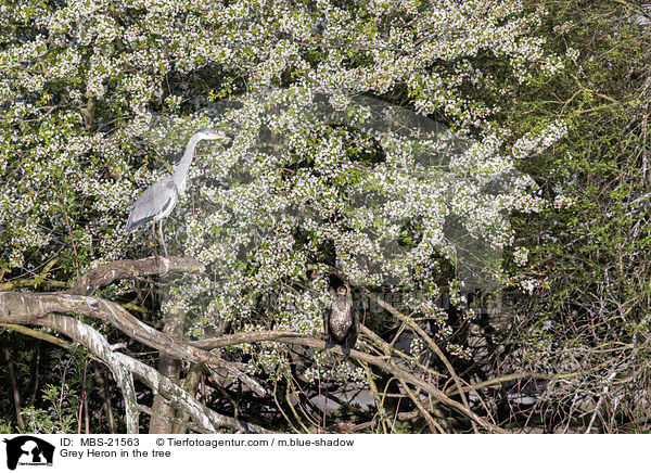 Grey Heron in the tree / MBS-21563