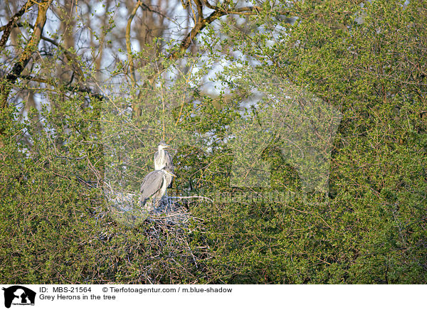 Graureiher im Baum / Grey Herons in the tree / MBS-21564