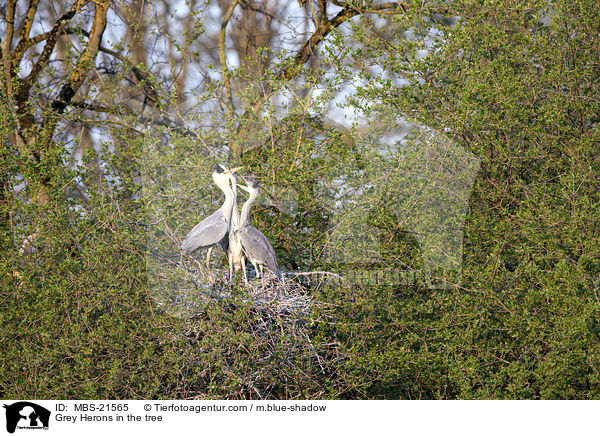 Graureiher im Baum / Grey Herons in the tree / MBS-21565