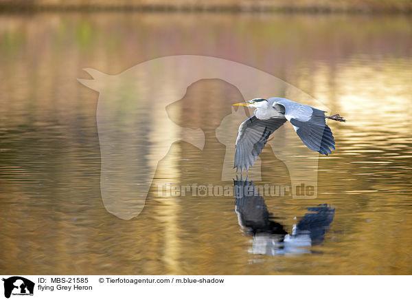 fliegender Graureiher / flying Grey Heron / MBS-21585