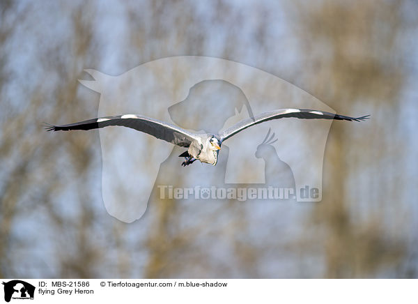 fliegender Graureiher / flying Grey Heron / MBS-21586