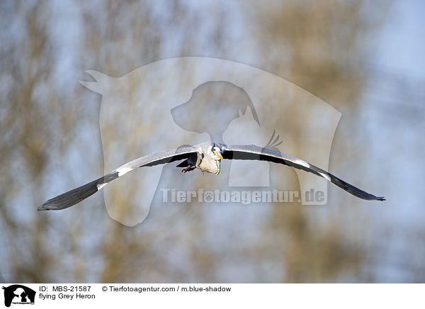 fliegender Graureiher / flying Grey Heron / MBS-21587