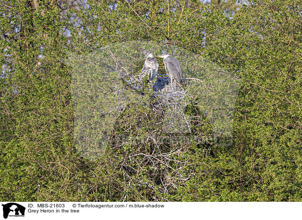 Graureiher im Baum / Grey Heron in the tree / MBS-21603