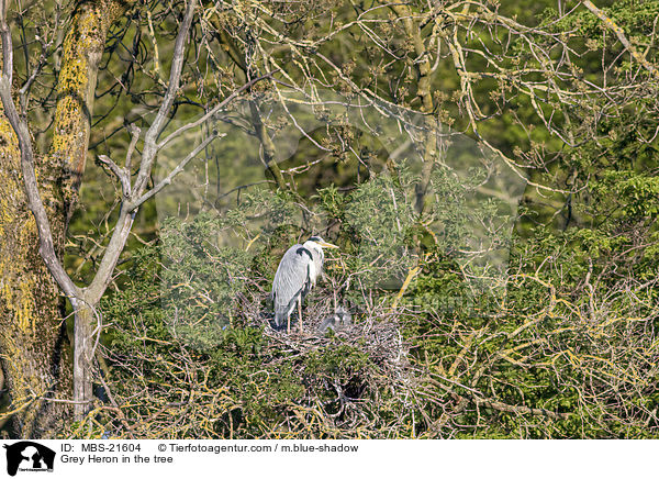 Graureiher im Baum / Grey Heron in the tree / MBS-21604