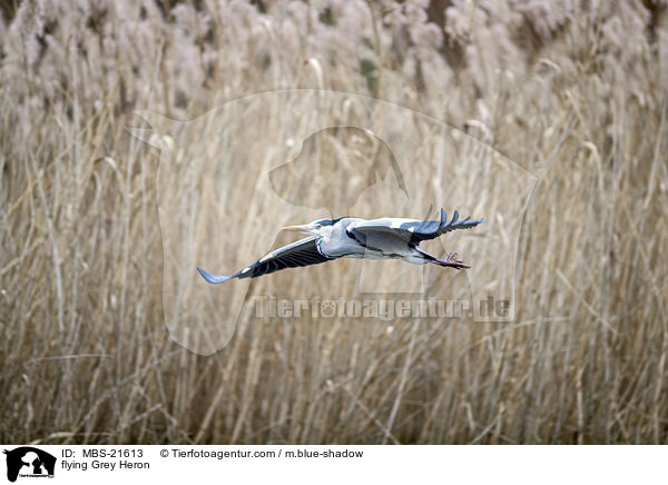 fliegender Graureiher / flying Grey Heron / MBS-21613