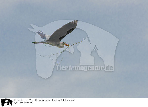 fliegender Graureiher / flying Grey Heron / JOH-01374