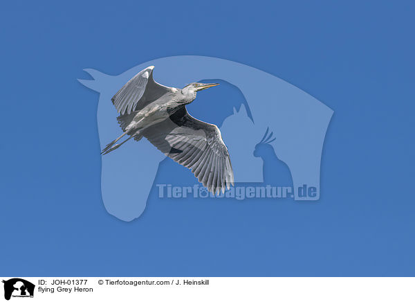 fliegender Graureiher / flying Grey Heron / JOH-01377