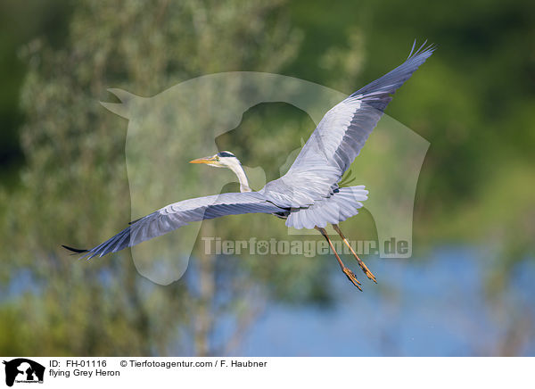 fliegender Graureiher / flying Grey Heron / FH-01116