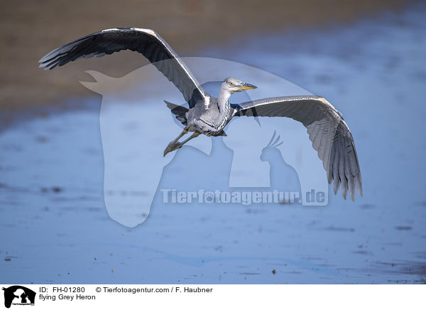 fliegender Graureiher / flying Grey Heron / FH-01280