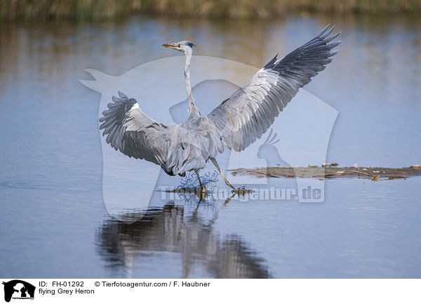 fliegender Graureiher / flying Grey Heron / FH-01292