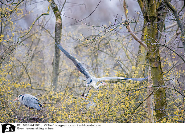 Graureiher sitzen im Baum / Grey herons sitting in tree / MBS-24102