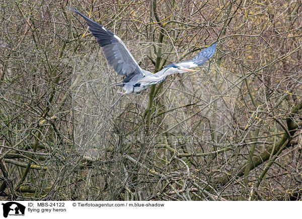 flying grey heron / MBS-24122