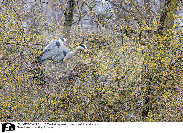 Graureiher sitzen im Baum / Grey herons sitting in tree / MBS-24128