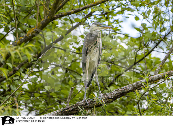 grey heron sit in trees / WS-09634