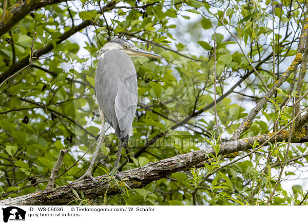Graureiher sitzt in Bumen / grey heron sit in trees / WS-09636