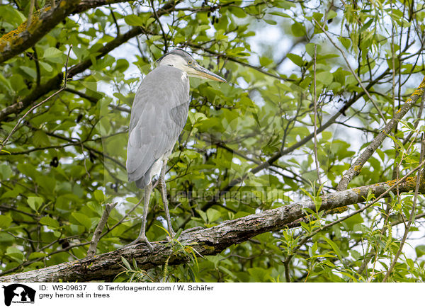 Graureiher sitzt in Bumen / grey heron sit in trees / WS-09637