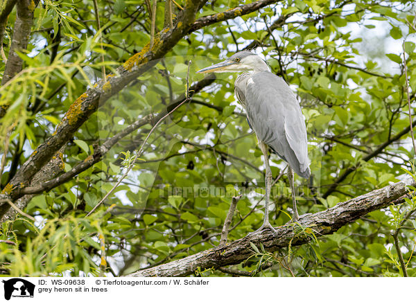 Graureiher sitzt in Bumen / grey heron sit in trees / WS-09638