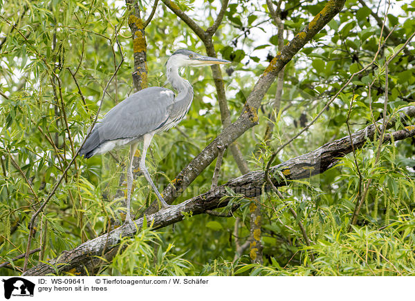 grey heron sit in trees / WS-09641