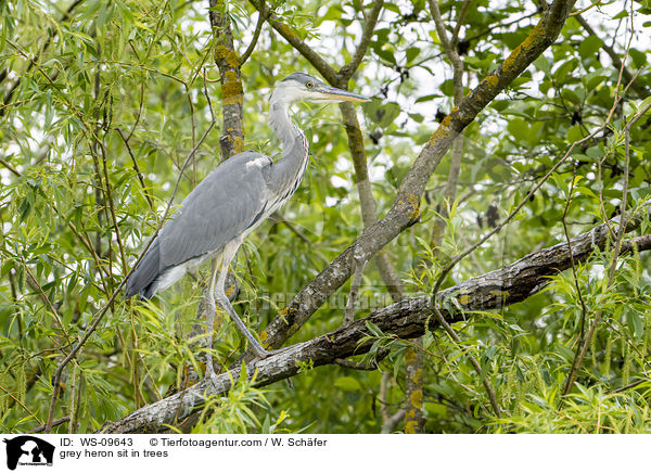 Graureiher sitzt in Bumen / grey heron sit in trees / WS-09643