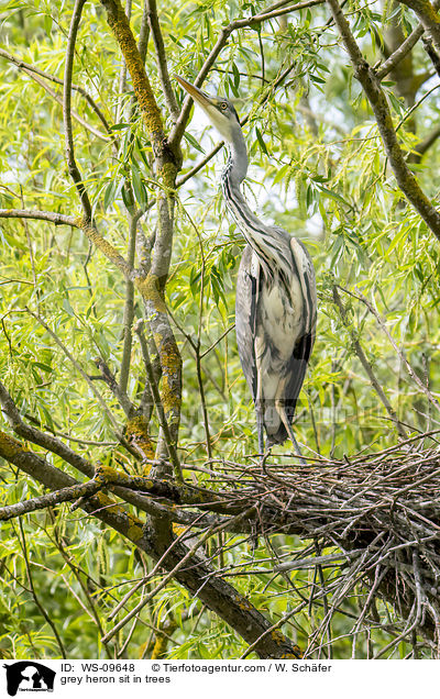 Graureiher sitzt in Bumen / grey heron sit in trees / WS-09648
