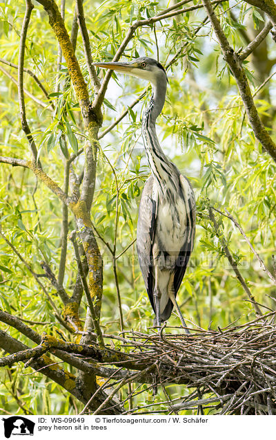 grey heron sit in trees / WS-09649