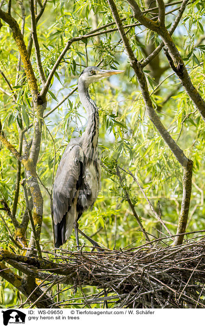grey heron sit in trees / WS-09650