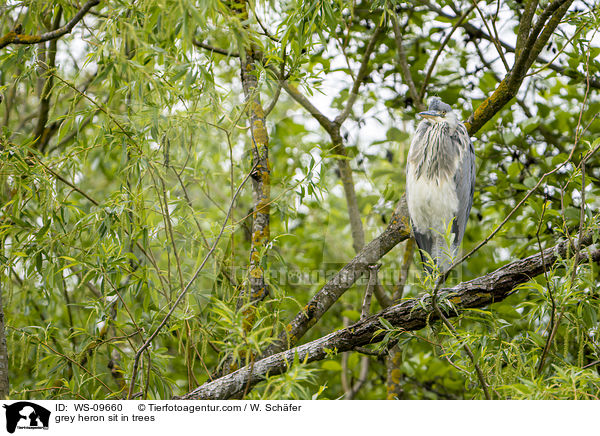 Graureiher sitzt in Bumen / grey heron sit in trees / WS-09660