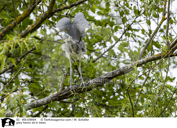 Graureiher sitzt in Bumen / grey heron sit in trees / WS-09664