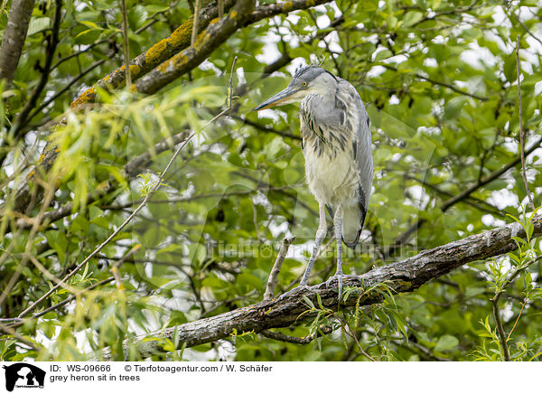 Graureiher sitzt in Bumen / grey heron sit in trees / WS-09666