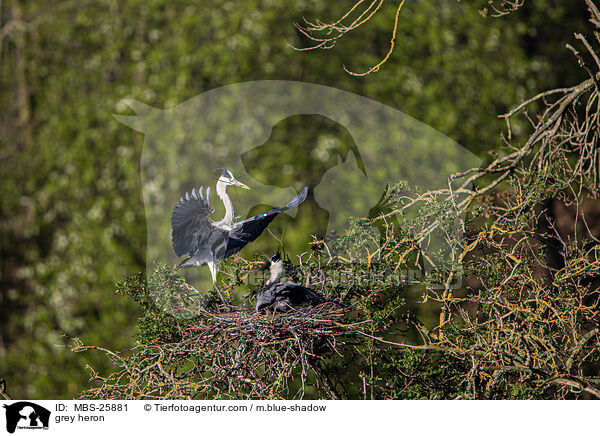 grey heron / MBS-25881