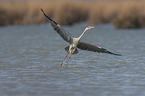 grey heron