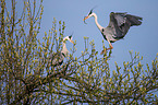 2 grey heron