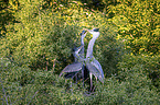 grey heron