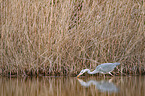 grey heron