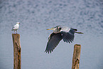 grey heron