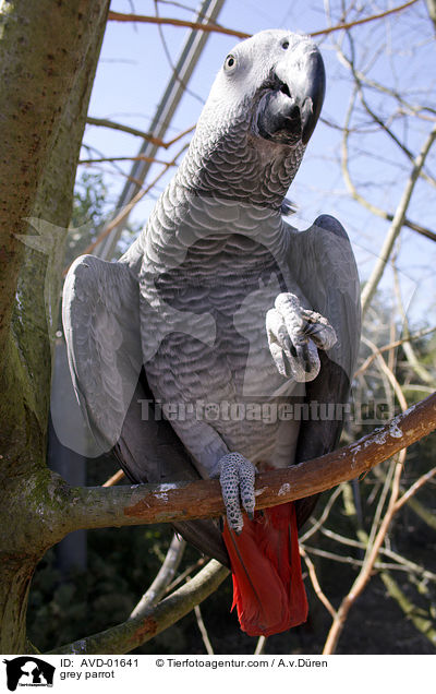 grey parrot / AVD-01641