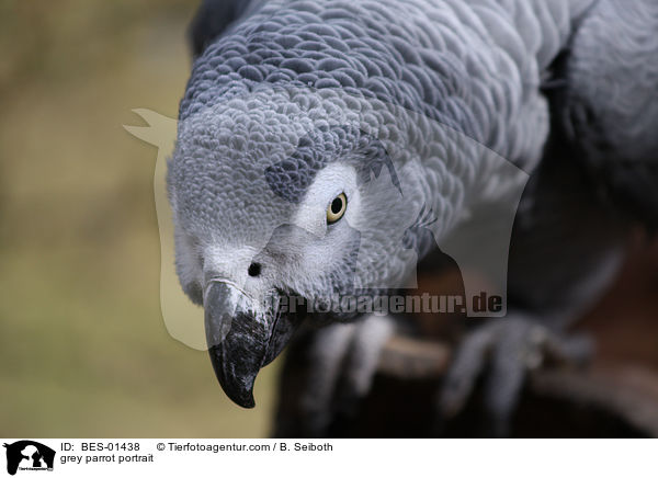 grey parrot portrait / BES-01438