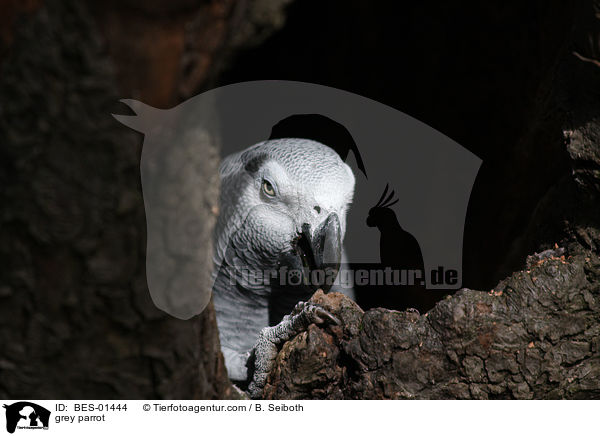 grey parrot / BES-01444