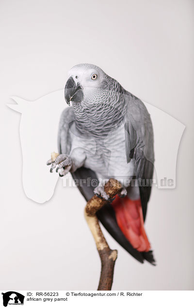 african grey parrot / RR-56223